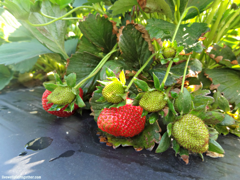 Picking Strawberries with Toddlers - Great spring activity for the whole family!