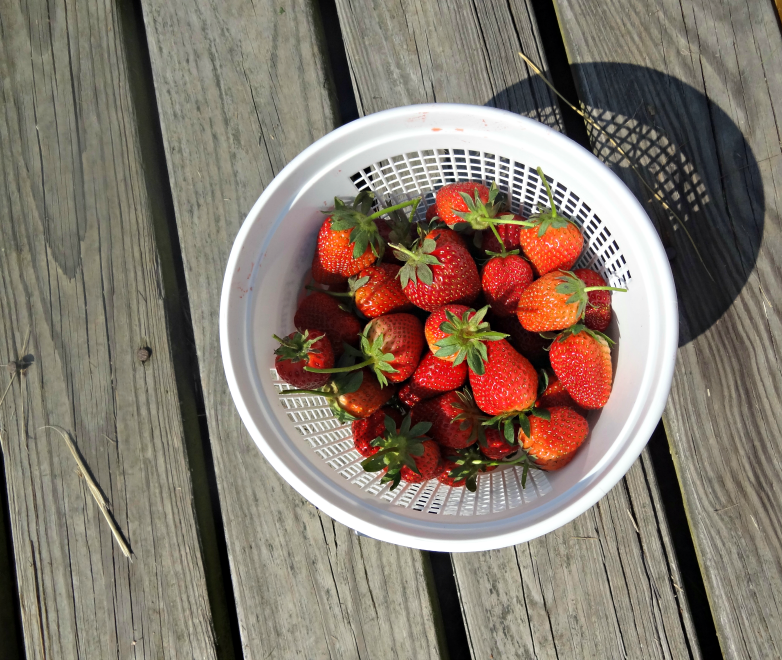 Picking Strawberries with Toddlers - Great spring activity for the whole family!