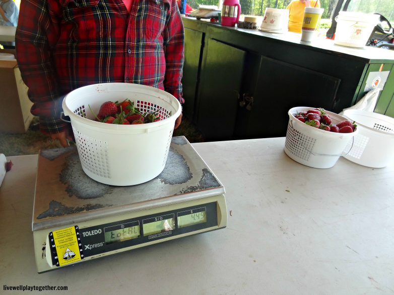 Picking Strawberries with Toddlers - Great spring activity for the whole family!