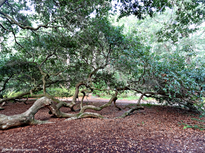 Angel Oak Tree, Charleston, SC - Travel Tips for a Weekend in Charleston