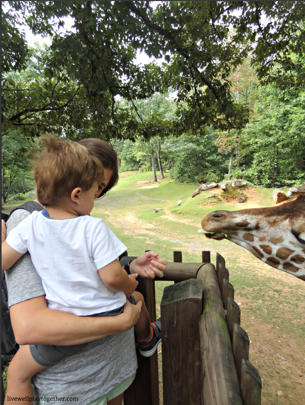 Mother and Son Feeding Giraffes at the North Carolina Zoo