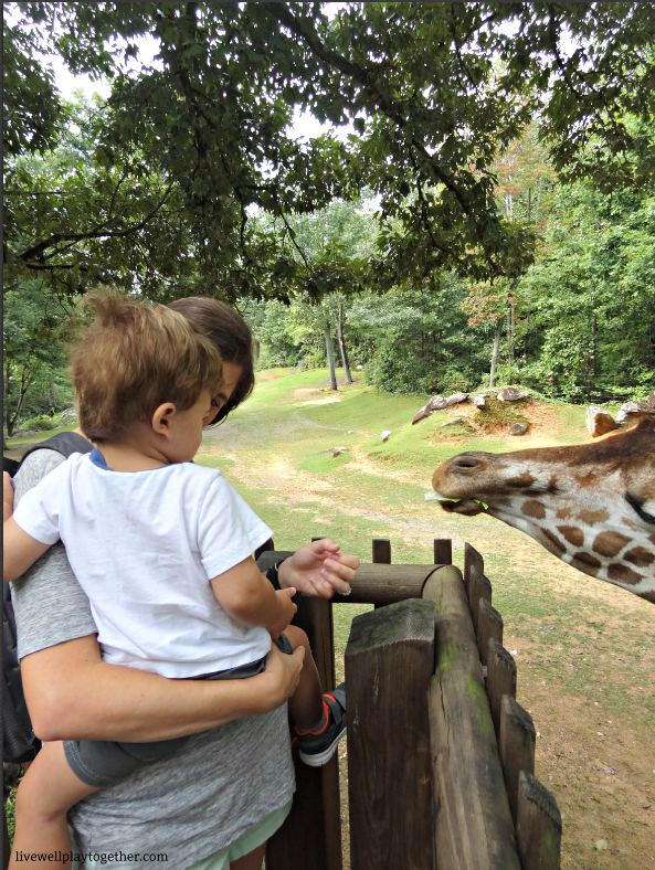 Visiting North Carolina? The NC Zoo makes a great day trip! Perfect for kids (of any age)! Don't miss these travel tips to make your trip a success!