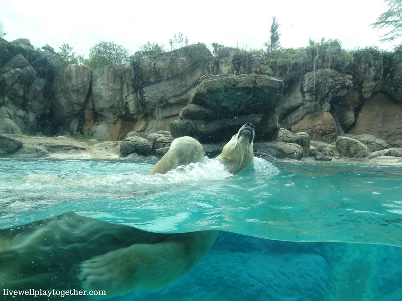 Visiting North Carolina? The NC Zoo makes a great day trip! Perfect for kids (of any age)! Don't miss these travel tips to make your trip a success!