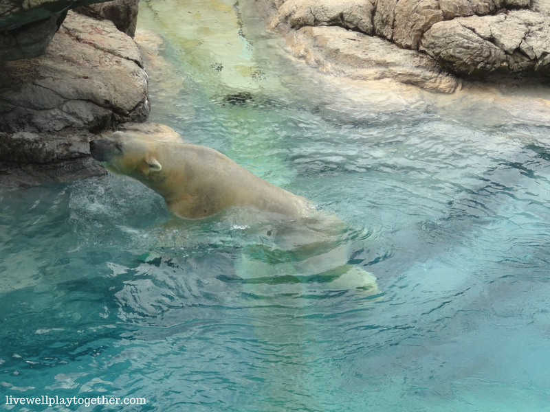 Visiting North Carolina? The NC Zoo makes a great day trip! Perfect for kids (of any age)! Don't miss these travel tips to make your trip a success!