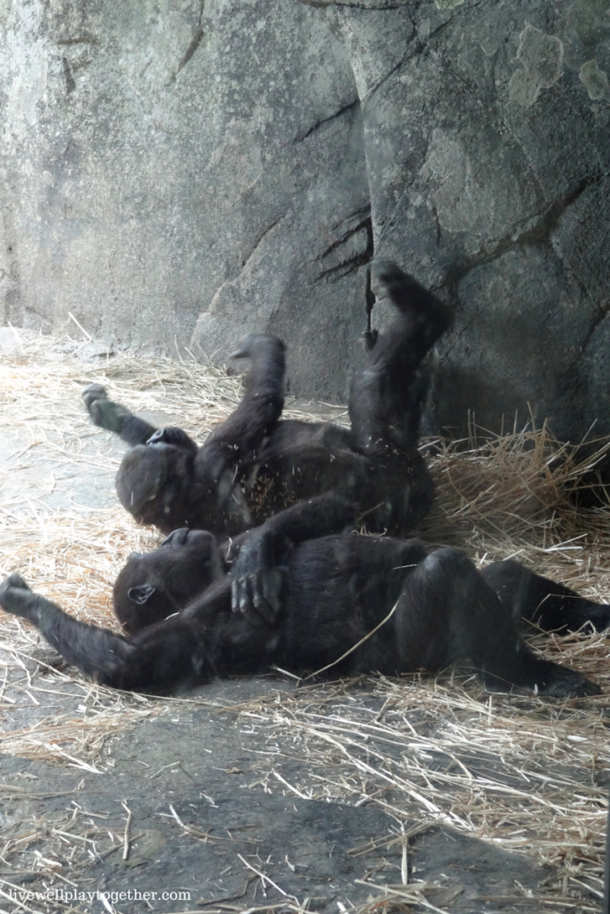 Visiting North Carolina? The NC Zoo makes a great day trip! Perfect for kids (of any age)! Don't miss these travel tips to make your trip a success!