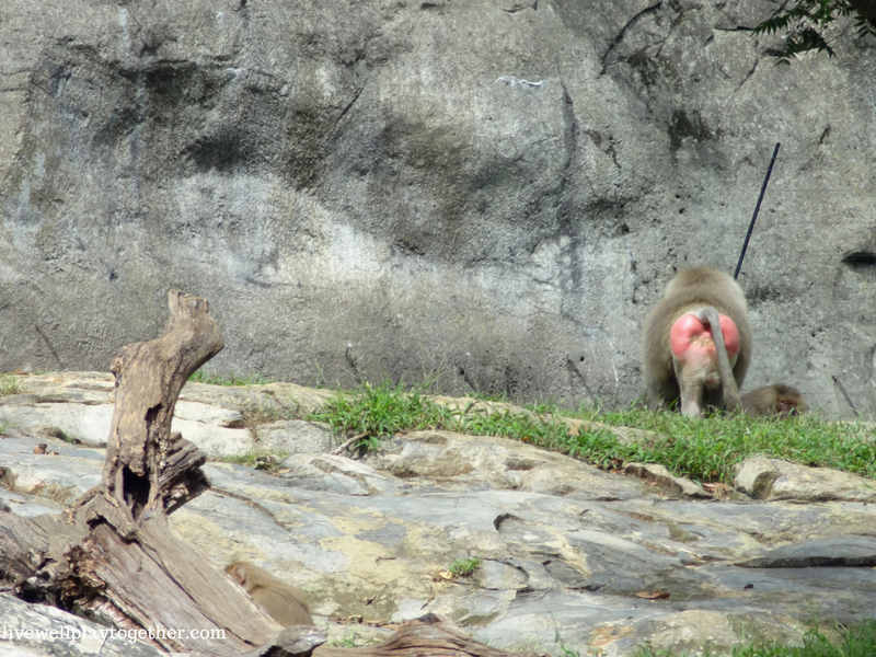 Visiting North Carolina? The NC Zoo makes a great day trip! Perfect for kids (of any age)! Don't miss these travel tips to make your trip a success!