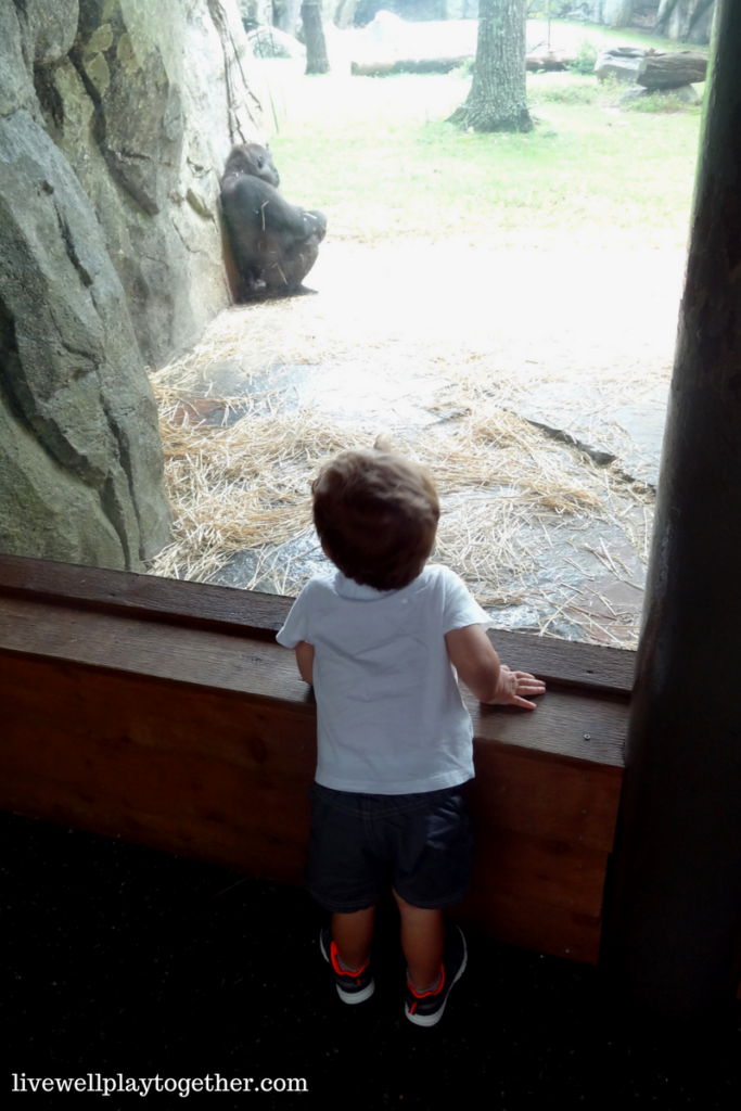 Visiting North Carolina? The NC Zoo makes a great day trip! Perfect for kids (of any age)! Don't miss these travel tips to make your trip a success!