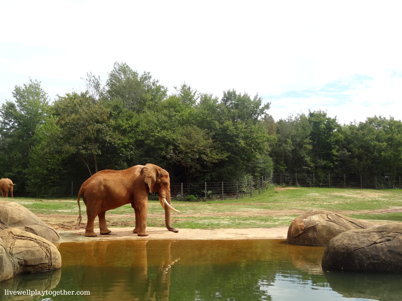 Visiting North Carolina? The NC Zoo makes a great day trip! Perfect for kids (of any age)! Don't miss these travel tips to make your trip a success!