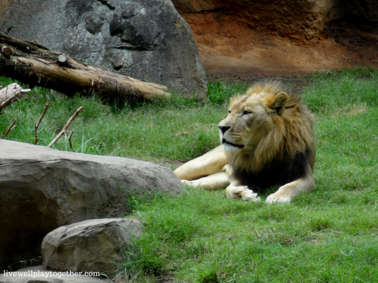 Day Trip NC: North Carolina Zoo + Tips for Traveling with Your Toddler