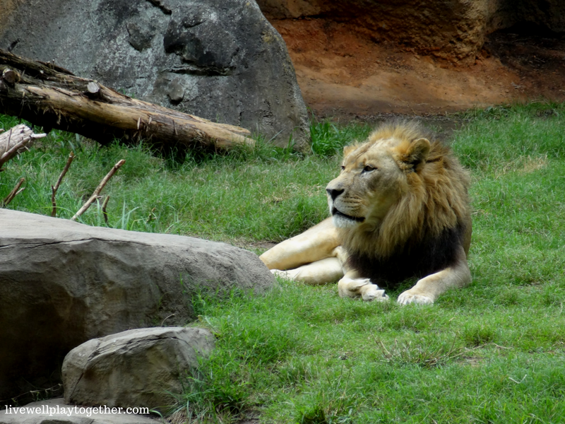 Visiting North Carolina? The NC Zoo makes a great day trip! Perfect for kids (of any age)! Don't miss these travel tips to make your trip a success!