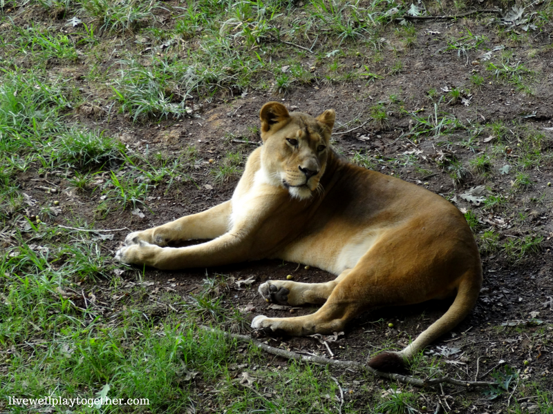 Visiting North Carolina? The NC Zoo makes a great day trip! Perfect for kids (of any age)! Don't miss these travel tips to make your trip a success!