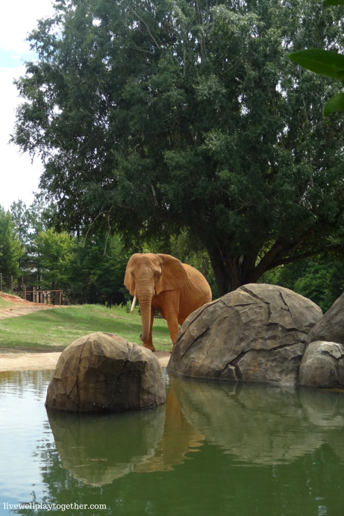 Visiting North Carolina? The NC Zoo makes a great day trip! Perfect for kids (of any age)! Don't miss these travel tips to make your trip a success!