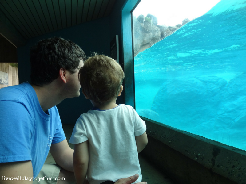 Visiting North Carolina? The NC Zoo makes a great day trip! Perfect for kids (of any age)! Don't miss these travel tips to make your trip a success!