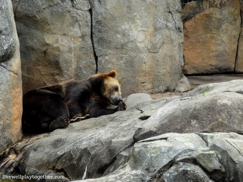 Visiting North Carolina? The NC Zoo makes a great day trip! Perfect for kids (of any age)! Don't miss these travel tips to make your trip a success!