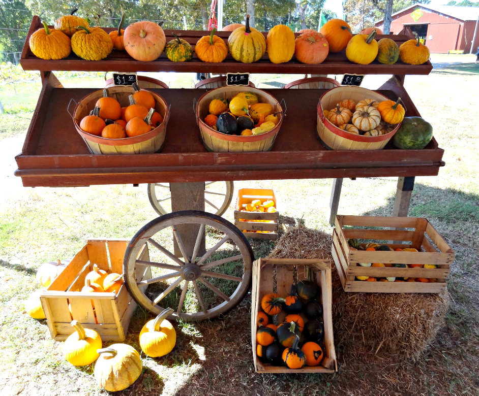 Tips to Make the Most of Your Trip to the Pumpkin Patch #pumpkin #pumpkinpatch #pumpkinfarm #familyfun #toddleractivities #pagefarms #visitNC