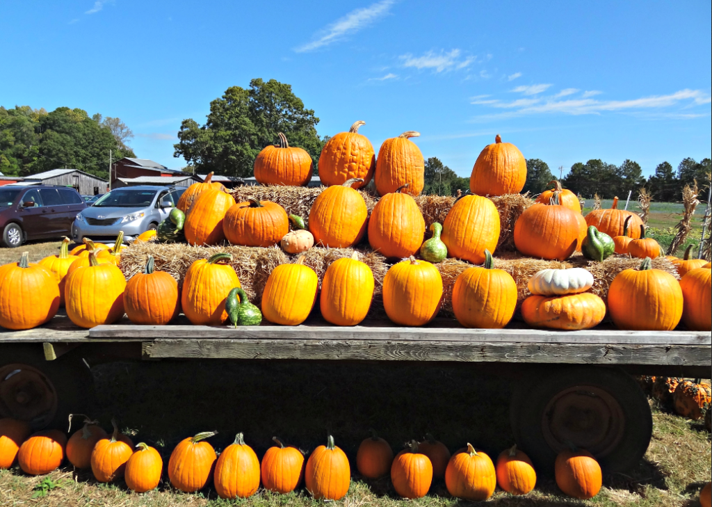 Tips to Make the Most of Your Trip to the Pumpkin Patch #pumpkin #pumpkinpatch #pumpkinfarm #familyfun #toddleractivities #pagefarms #visitNC