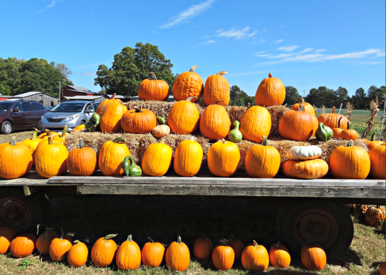 Tips for Taking Your Toddler to the Pumpkin Patch | Our Day at Page Farms
