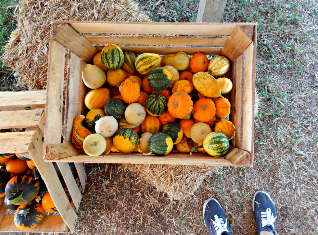 Tips to Make the Most of Your Trip to the Pumpkin Patch #pumpkin #pumpkinpatch #pumpkinfarm #familyfun #toddleractivities #pagefarms #visitNC