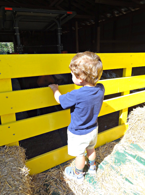 Tips to Make the Most of Your Trip to the Pumpkin Patch #pumpkin #pumpkinpatch #pumpkinfarm #familyfun #toddleractivities #pagefarms #visitNC