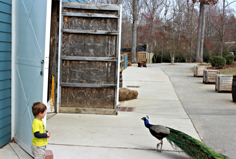 Day Trip NC – Greensboro Science Center