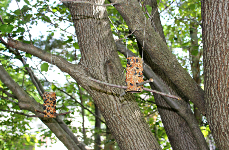 DIY Bird Feeder to Make with Your Kids