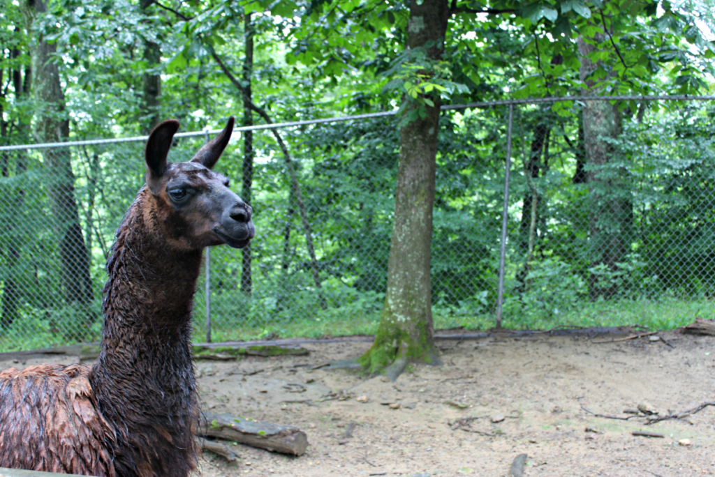 Llama on the farm at Tweetsie Railroad