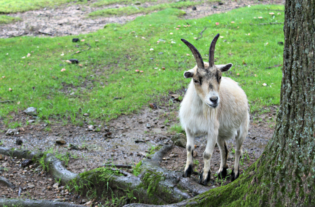 Tweetsie Railroad Deer Park Zoo Goat out on the Farm