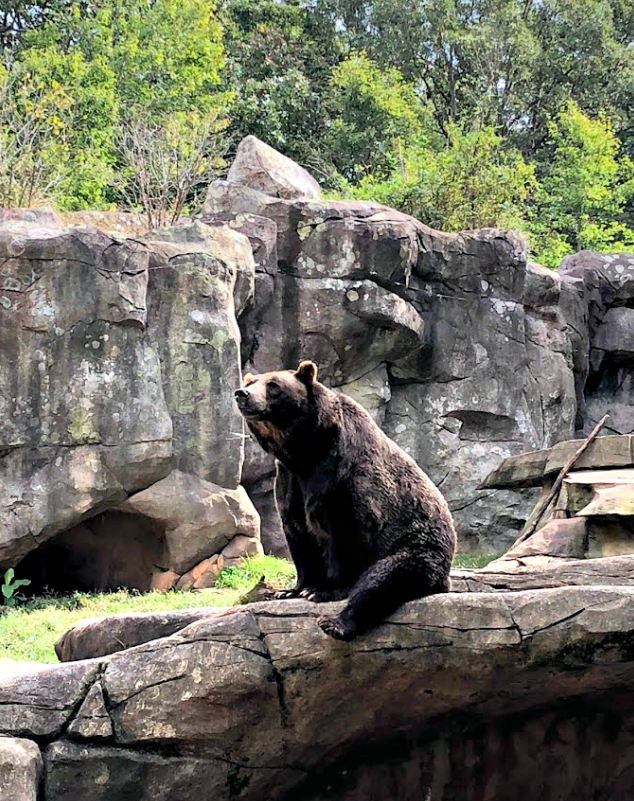 Grizzly Bear exhibit at the NC Zoo