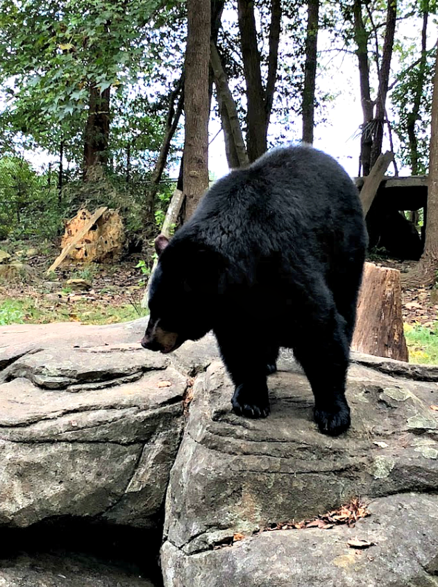 Black Bear standing on a rock at the North Carolina Zoo