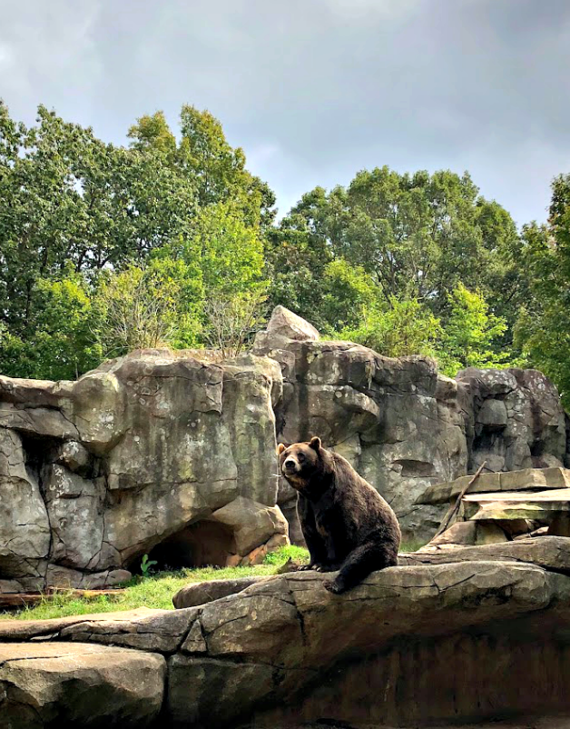 Our trip to the North Carolina Zoo | Come see all there is to do at the NC Zoo - the largest natural habitat zoo in the US.  Great, family friendly activity in NC from livewellplaytogether.com #NCZoo #BestZoos #travelwithkids #familyvacation #daytrips