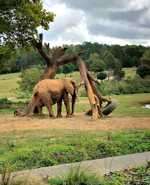 Elephant exhibit at the North Carolina Zoo