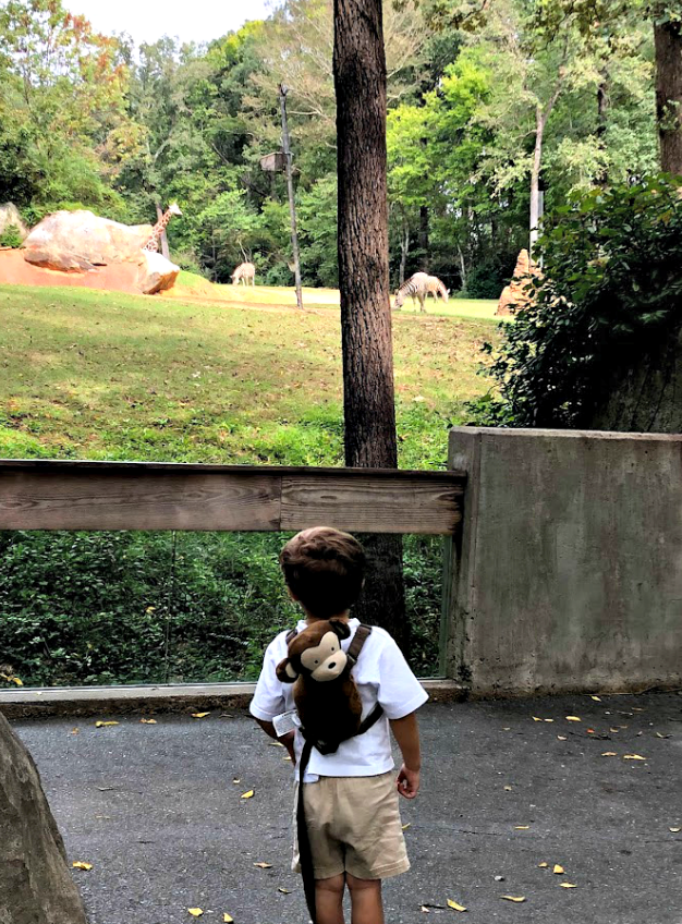 Our trip to the North Carolina Zoo | Come see all there is to do at the NC Zoo - the largest natural habitat zoo in the US.  Great, family friendly activity in NC from livewellplaytogether.com #NCZoo #BestZoos #travelwithkids #familyvacation #daytrips