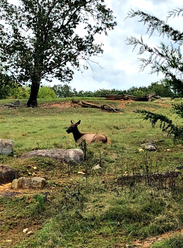 Our trip to the North Carolina Zoo | Come see all there is to do at the NC Zoo - the largest natural habitat zoo in the US.  Great, family friendly activity in NC from livewellplaytogether.com #NCZoo #BestZoos #travelwithkids #familyvacation #daytrips