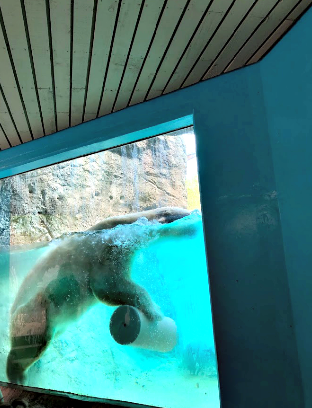 Polar Bear playing at the North Carolina Zoo