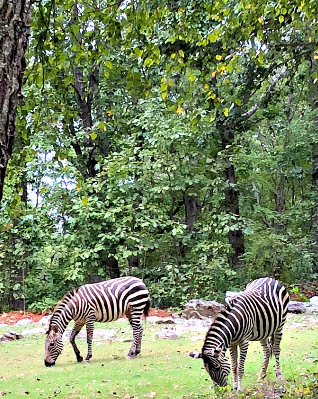 Our trip to the North Carolina Zoo | Come see all there is to do at the NC Zoo - the largest natural habitat zoo in the US.  Great, family friendly activity in NC from livewellplaytogether.com #NCZoo #BestZoos #travelwithkids #familyvacation #daytrips
