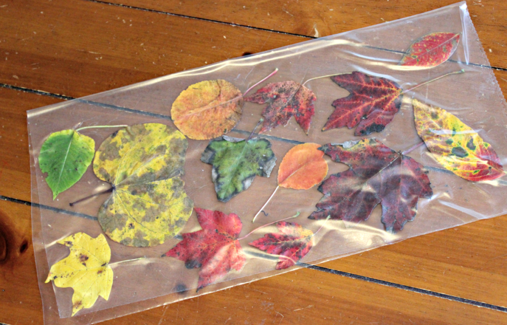 Easy Fall Leaf Crafts for Toddlers and Preschoolers - Fall leaf sun catchers with contact paper