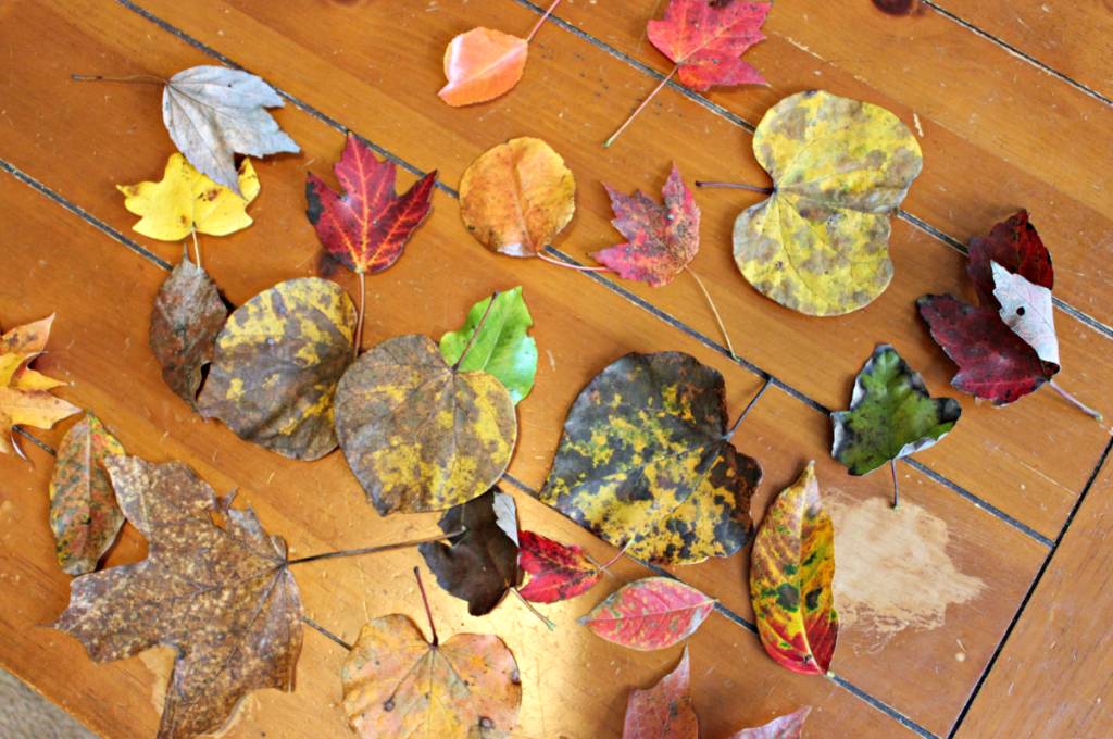 Fall Leaf Craft for Toddlers and preschoolers - fall leaf sun catcher