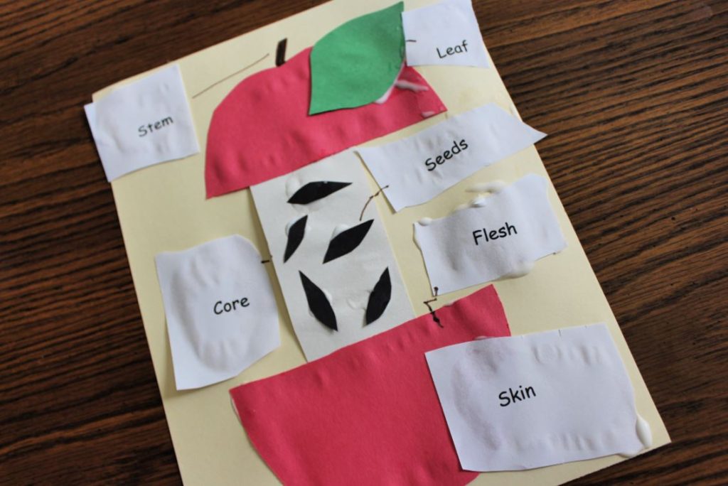 Easy parts of an apple cut and paste activity for preschool and kindergarten. Free printable activity included.