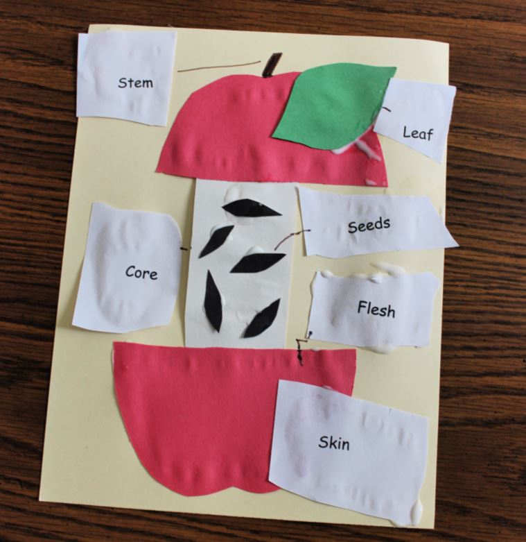 Identifying the parts of an apple activity for preschool and kindergarten. Easy cut and paste activity with free printable.