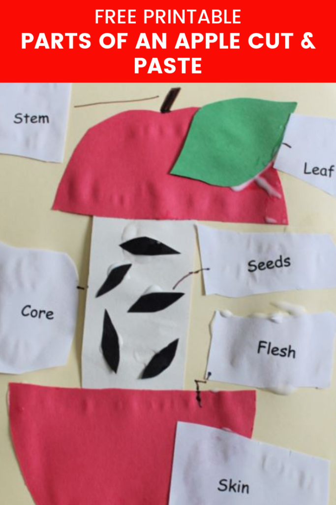 Free Printable Parts of an Apple Cut and Paste activity for preschool and kindergarten. Great way to learn the parts of an apple, practice fine motor skills, and scissor skill.s. Perfect for an apple unit study.