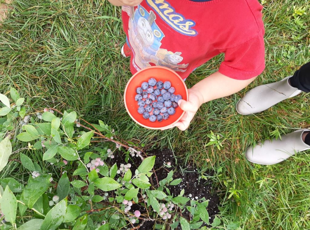 child picking blueberries from a blueberry bush